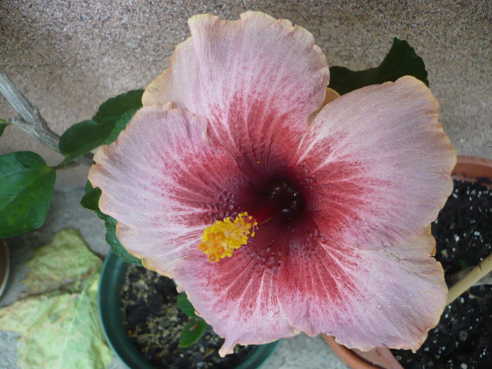 Plum Pizzazz