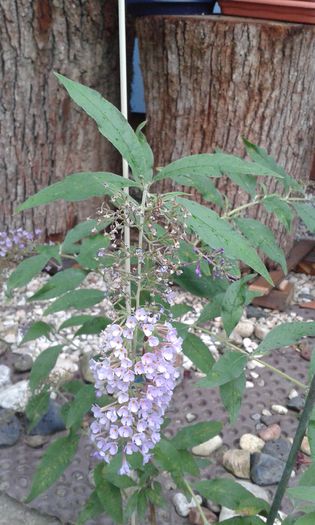 20150910_083314 - martori  in timp