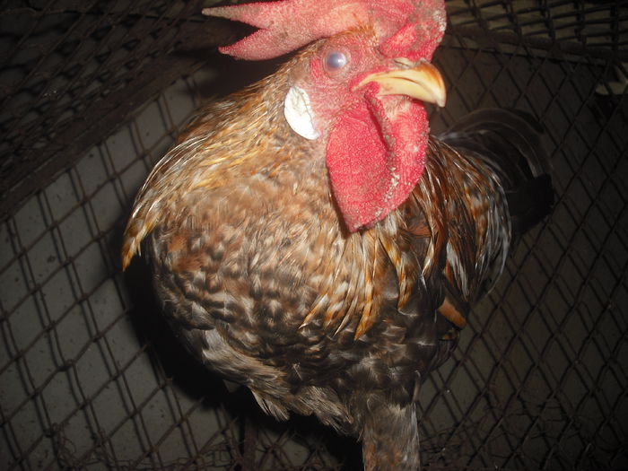 DSCF0019 - 1d trei cocosi sept 2015