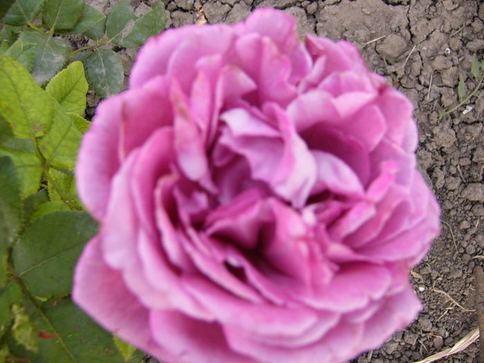 P1250034 - ANUL 2015 III