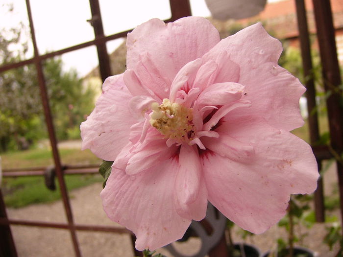 Hibiscus Pink Chiffon - ANUL 2015 III