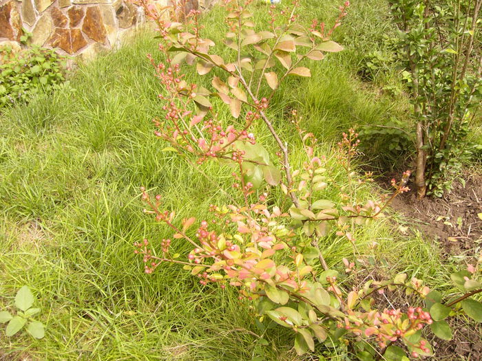 Lagerstroemia Wattermelon - ANUL 2015 III