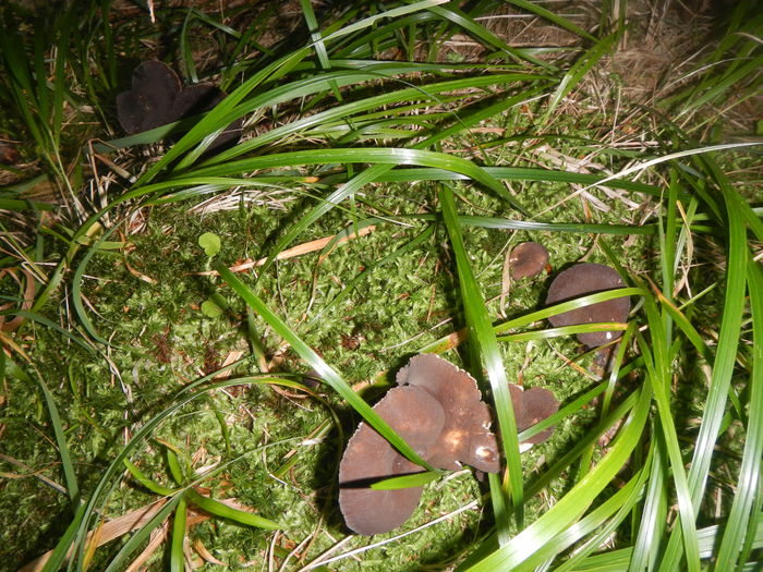 DSCN6165 - Lactarius lignyotus