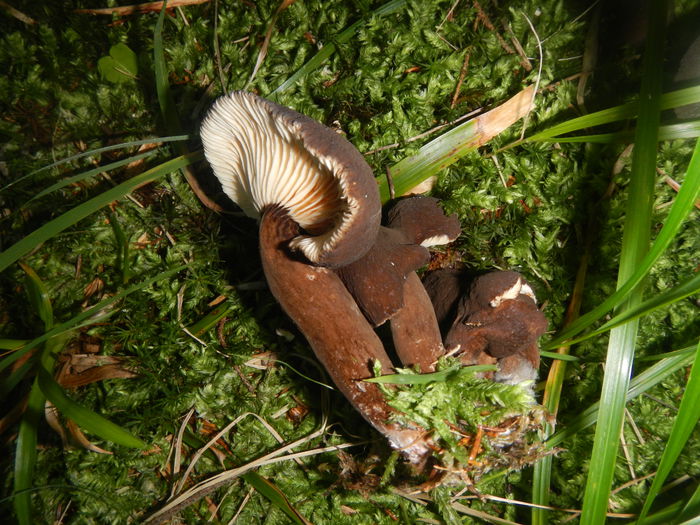 DSCN6167 - Lactarius lignyotus