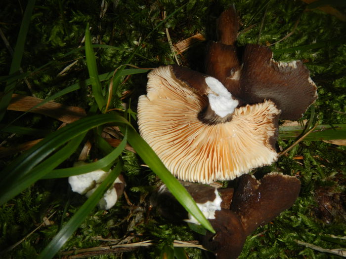 DSCN6170 - Lactarius lignyotus