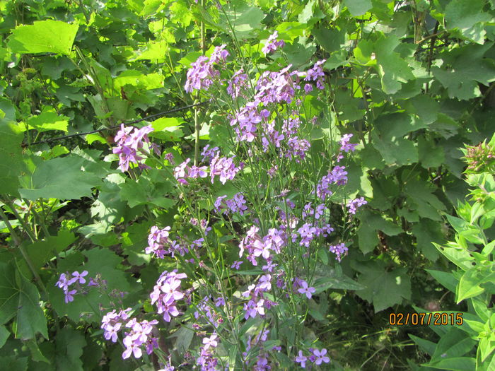 Hesperis matronalis (4) - b Vara
