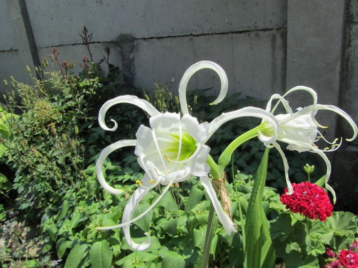 Himenocallis - b Vara