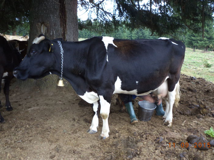 Florica mai da lapte in septembrie