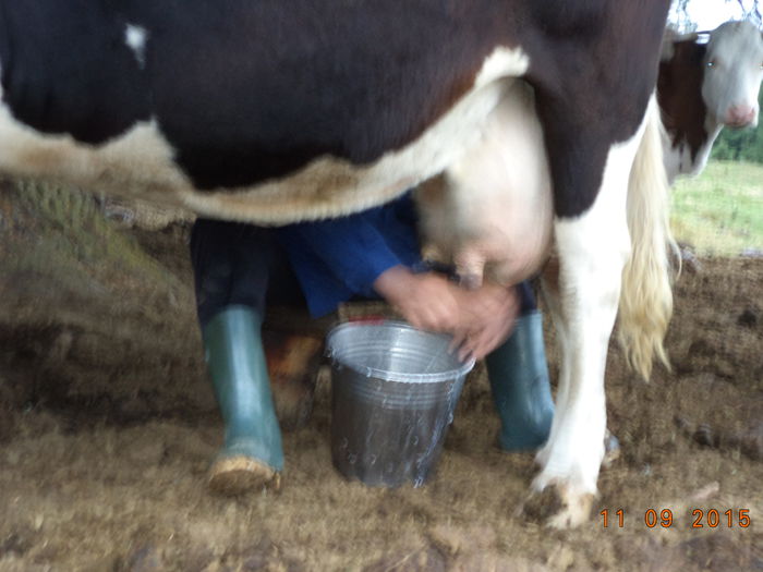 Da desigur o vaca buna de lapte - COBORATUL DE LA STANA-DEALUL-ALB-2015