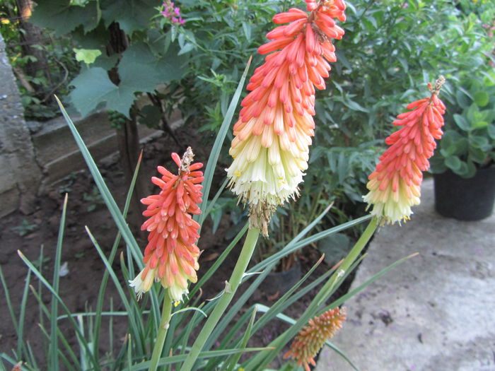 Kniphofia (13) - b Vara