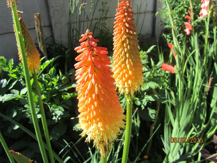 Kniphofia (20) - b Vara