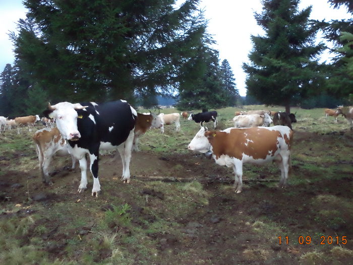 Asteapta venitul la vale vacutele - COBORATUL DE LA STANA-DEALUL-ALB-2015