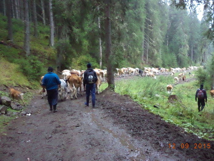 DSC00125 - COBORATUL DE LA STANA-DEALUL-ALB-2015