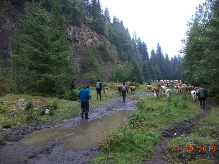 DSC00131 - COBORATUL DE LA STANA-DEALUL-ALB-2015
