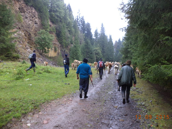 DSC00133 - COBORATUL DE LA STANA-DEALUL-ALB-2015