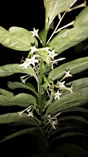 20150912_211233 - cestrum nocturnum