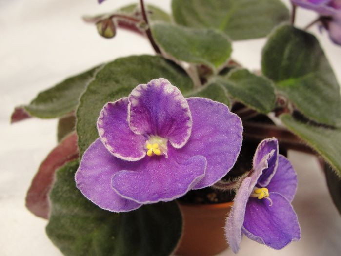 Garngers Carnival - 03-African violets