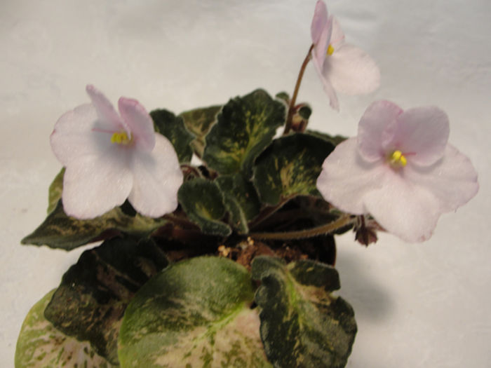 Genetic Blush - 03-African violets