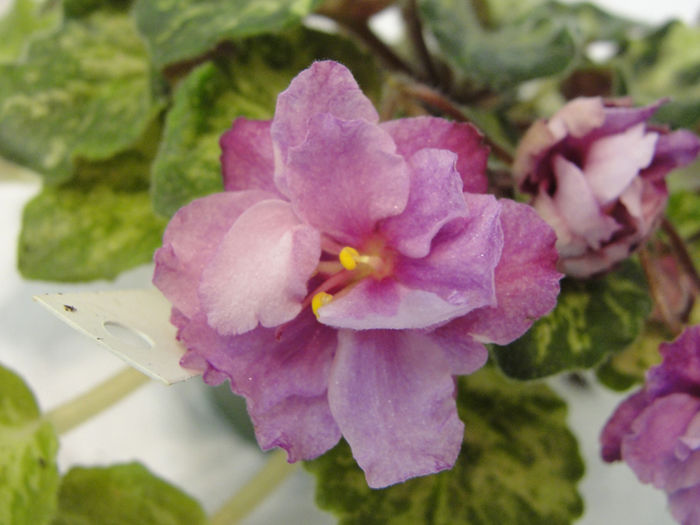 Genetic Gem - 03-African violets