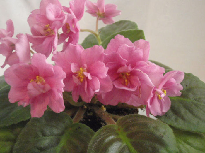 Gentle May (EK-Laskovyi Mai) - 03-African violets