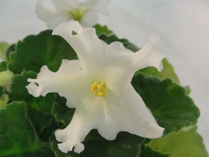 Golden Autumn - 03-African violets