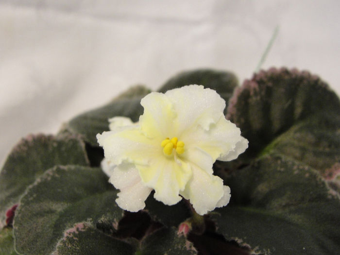 Golden Eye - 03-African violets