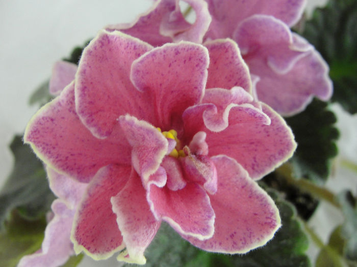 Gossip - 03-African violets