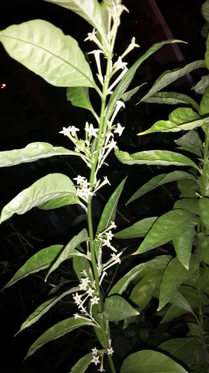 20150912_211141 - cestrum nocturnum