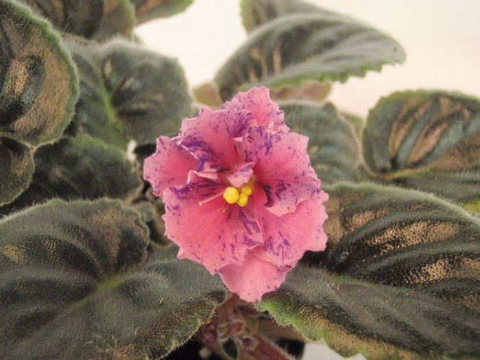 Grandmas Love - 03-African violets