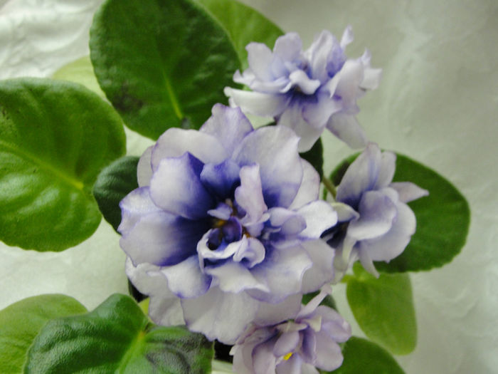 Gray Ocean (EK-Sedoi Okean) - 03-African violets