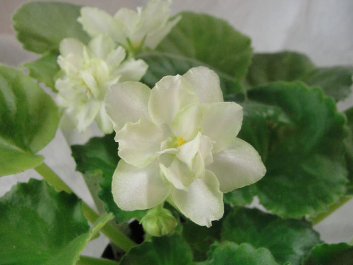 Green Horizon - 03-African violets