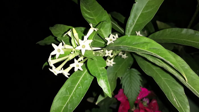 20150912_211109 - cestrum nocturnum