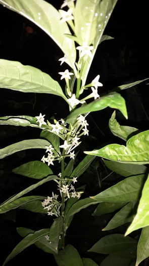 20150912_211116 - cestrum nocturnum