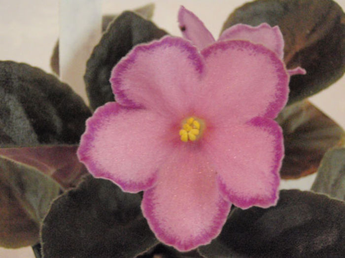 Halos Aglitter - 03-African violets