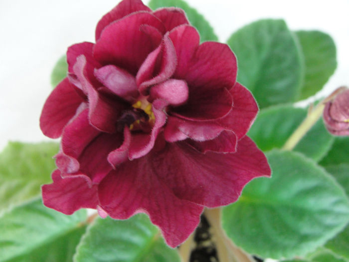 Hanging Gardens (EK-Sady Semiramidy) - 03-African violets