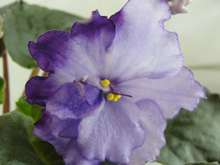 Happy Cricket - 03-African violets