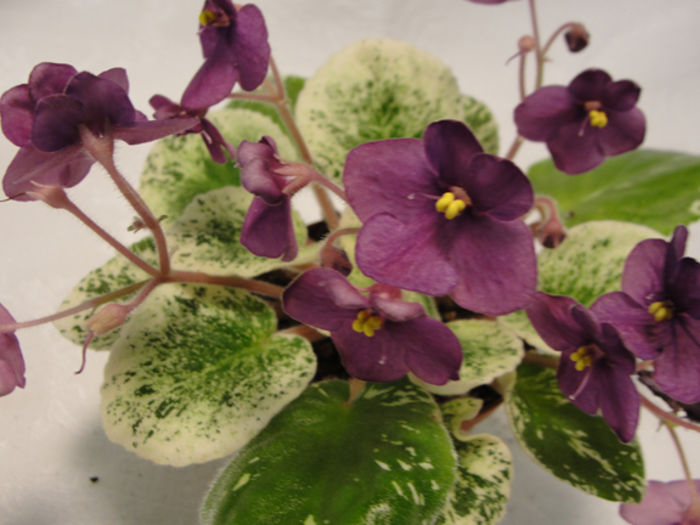 Happy Harold - 03-African violets