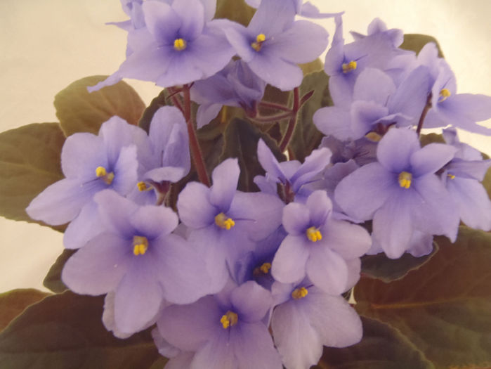 Harbor Blue - 03-African violets