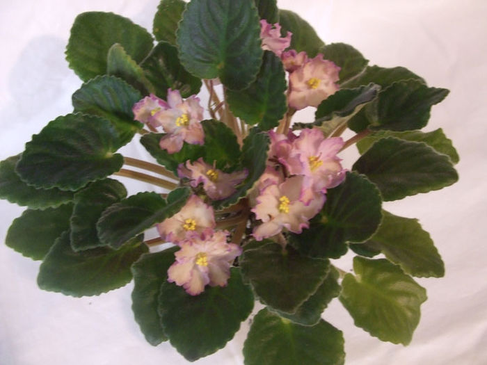 Hawaiian Pearl - 03-African violets