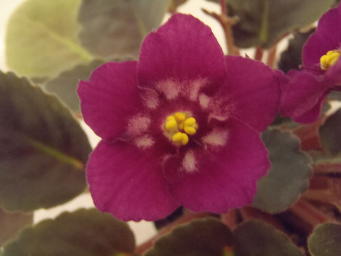 Hearts Aglow - 03-African violets
