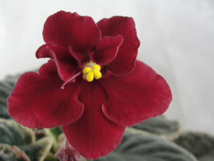 Heinz Sentimental - 03-African violets