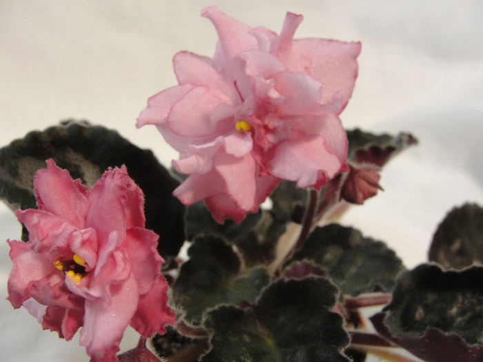 Ian Madam - 03-African violets