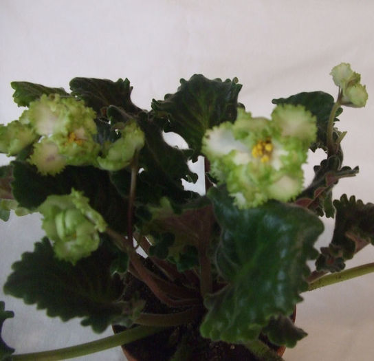 Irish Laughter - 03-African violets