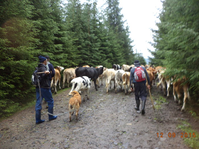 Coboram incet daaaa - COBORATUL DE LA STANA-DEALUL-ALB-2015