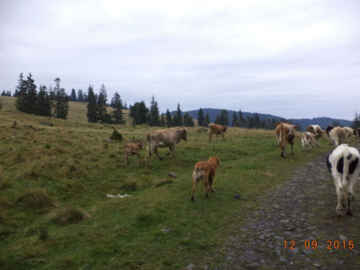 Obosite vacile - COBORATUL DE LA STANA-DEALUL-ALB-2015