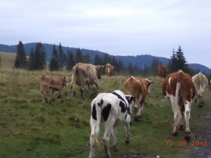 Taurasul roscovan-1 - COBORATUL DE LA STANA-DEALUL-ALB-2015