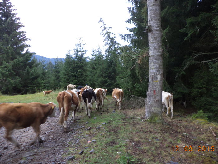 Spre manastire-8 - COBORATUL DE LA STANA-DEALUL-ALB-2015