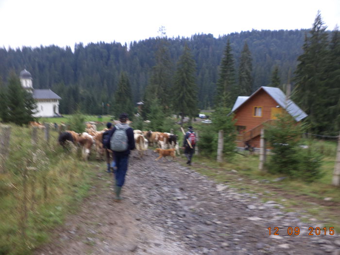 DSC00144 - COBORATUL DE LA STANA-DEALUL-ALB-2015