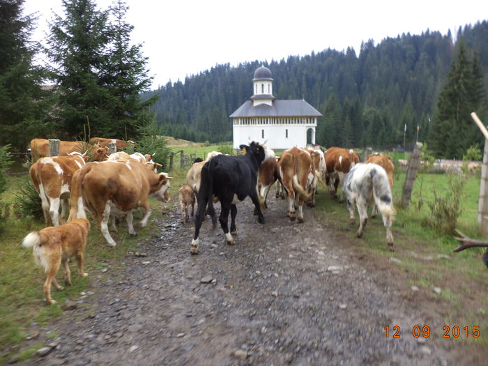 DSC00146 - COBORATUL DE LA STANA-DEALUL-ALB-2015