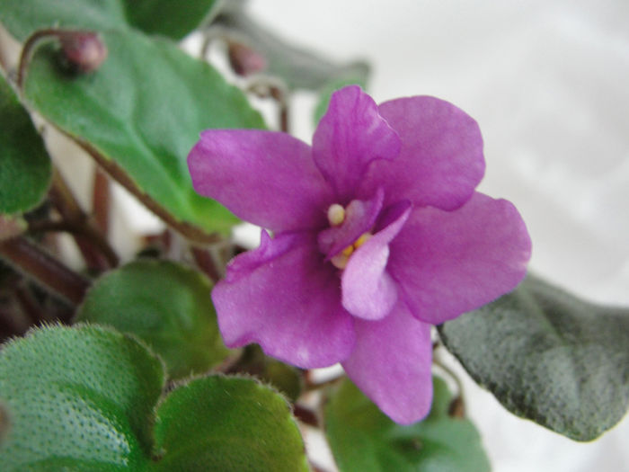 Jersey Rose Trail - 03-African violets